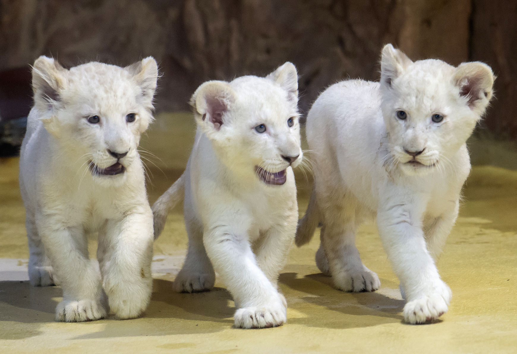 APTOPIX Germany Zoo Lions